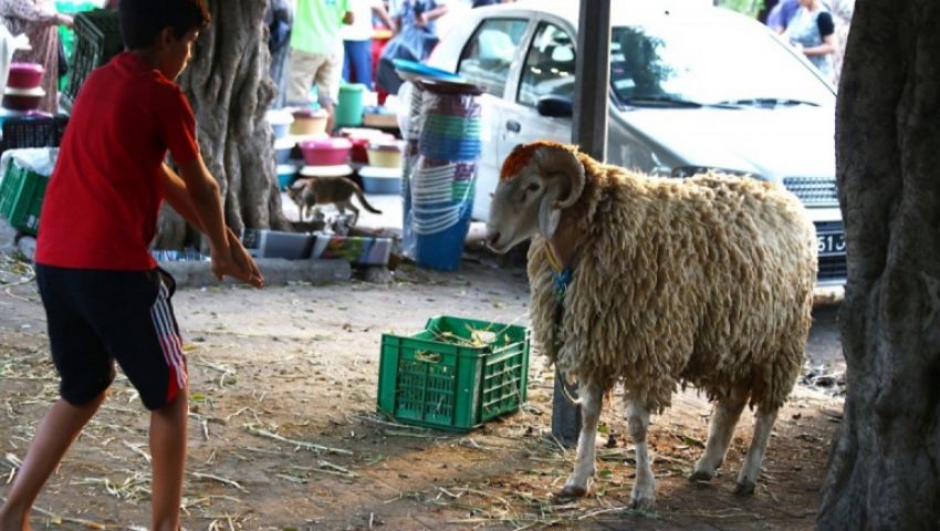 عيد الاضحى يوم كام يصادف في مصر ؟