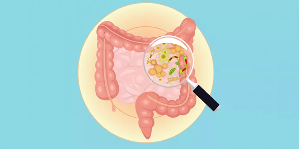 تنتج بكتيريا أشير شيا كولاي في امعاء الانسان