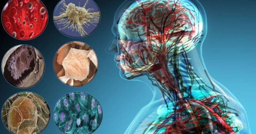 خلايا في جسم الانسان تحتوي على اهداب واسواط