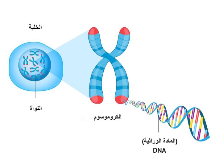 كم عدد الكروموسومات في جسم الانسان الطبيعي