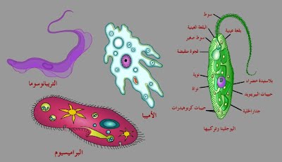 ما الذي يصنف المخلوقات الحية في مملكة الطلائعيات ؟