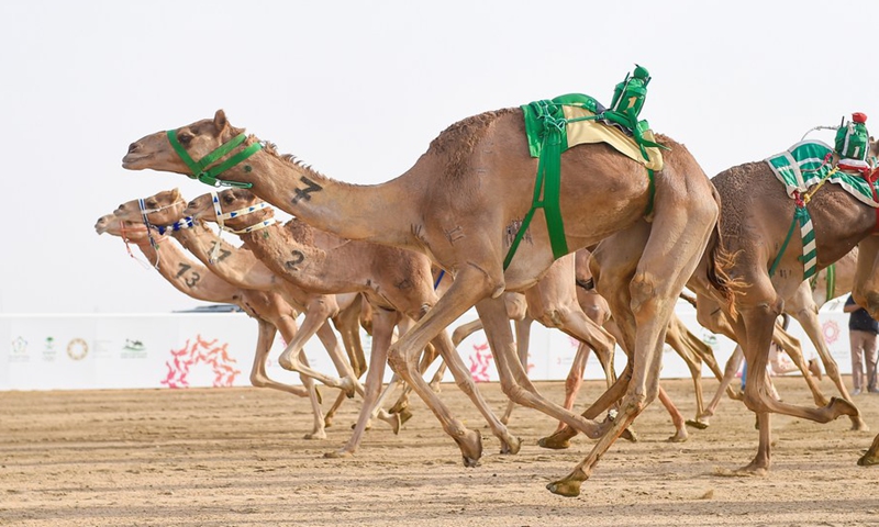 سباق الهجن هو سباق سنوي يقام على أرض الجنادرية