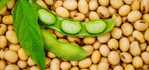 أطعمة الصويا الفوائد الصحية، المخاطر، وأساليب دمجها في نظامك الغذائي