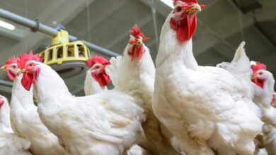 بورصة الدواجن اليوم أسعار الفراخ البيضاء لحظة بلحظة اليوم 1092025