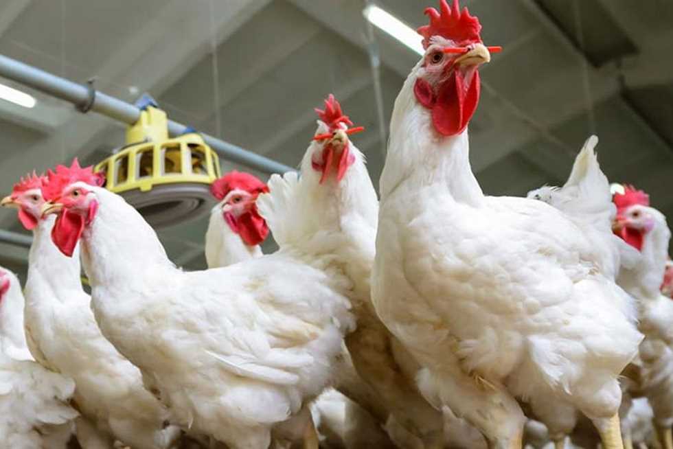 بورصة الدواجن اليوم أسعار الفراخ البيضاء لحظة بلحظة اليوم 1092025