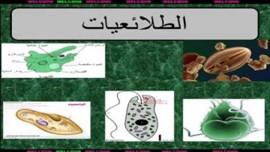 معظم الطلائعيات وحيدة الخلية ومعظم الفطريات تتكاثر لاجنسياً