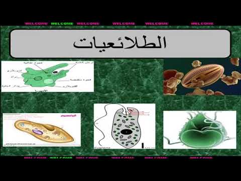 معظم الطلائعيات وحيدة الخلية ومعظم الفطريات تتكاثر لاجنسياً