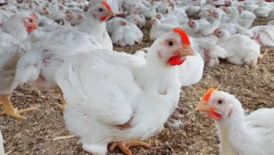 انخفاض جديد في أسعار الفراخ البيضاء .. تعرف على سعر الدواجن اليوم الثلاثاء 21 أكتوبر 2025