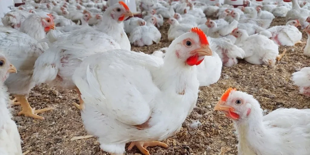 انخفاض جديد في أسعار الفراخ البيضاء .. تعرف على سعر الدواجن اليوم الثلاثاء 21 أكتوبر 2025