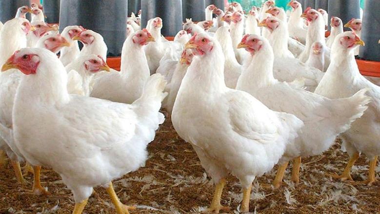 سعر كيلو الفراخ اليوم الأحد 5 أكتوبر 2025 ببورصة الدواجن المصرية