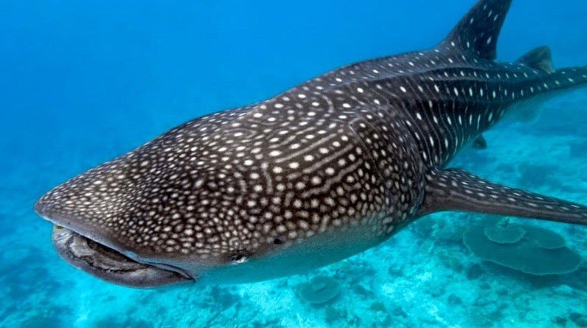 فيديو صيد سمكة بحرية عملاقة بوزن 2 طن على شاطئ خان يونس جنوب غزة