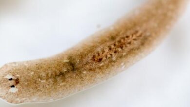 الديدان المفلطحة عديمة التجويف الجسمي. صواب خطأ