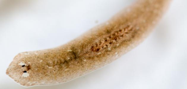 الديدان المفلطحة عديمة التجويف الجسمي. صواب خطأ