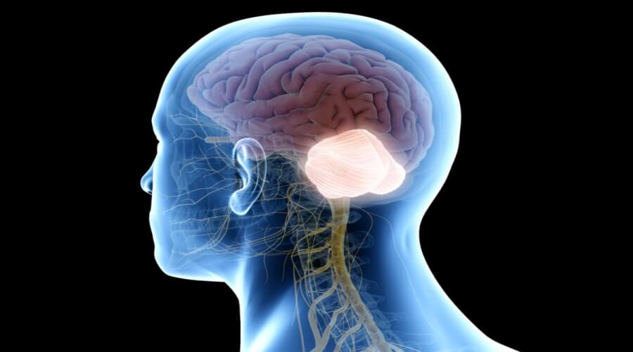 تسمى الحالة التي يتم فيها انتقال المرض من المخلوق الحي المصاب إلى المخ