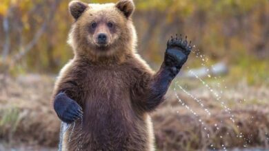 موقف عمر من خالد بعد انصراف الدب موقف مضحك. صواب خطأ