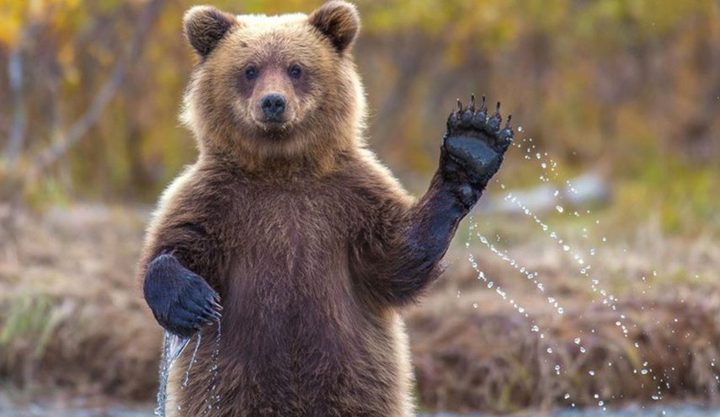 موقف عمر من خالد بعد انصراف الدب موقف مضحك. صواب خطأ