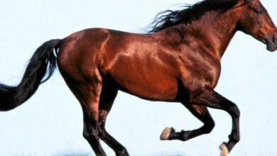 من هو اول شخص ركب الخيل لغز الفروسية القديمة